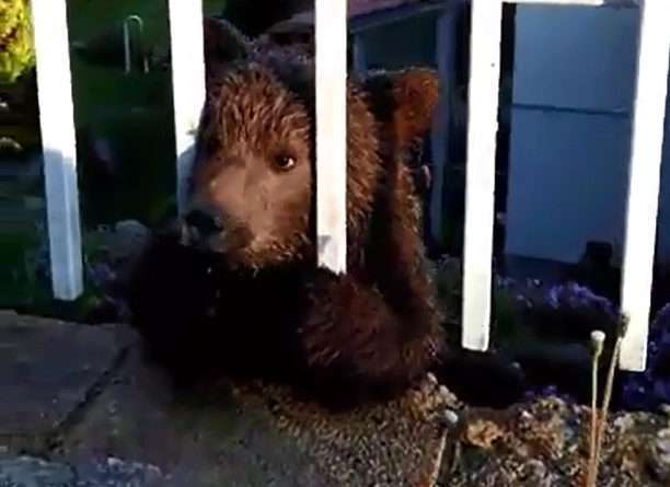 мече влезе в двор, върхове