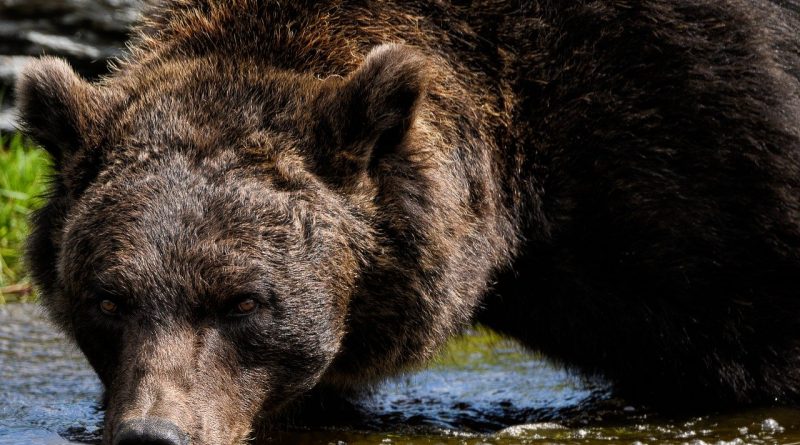 Мечка гризли