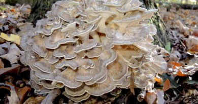 защитен вид гъба централен балкан