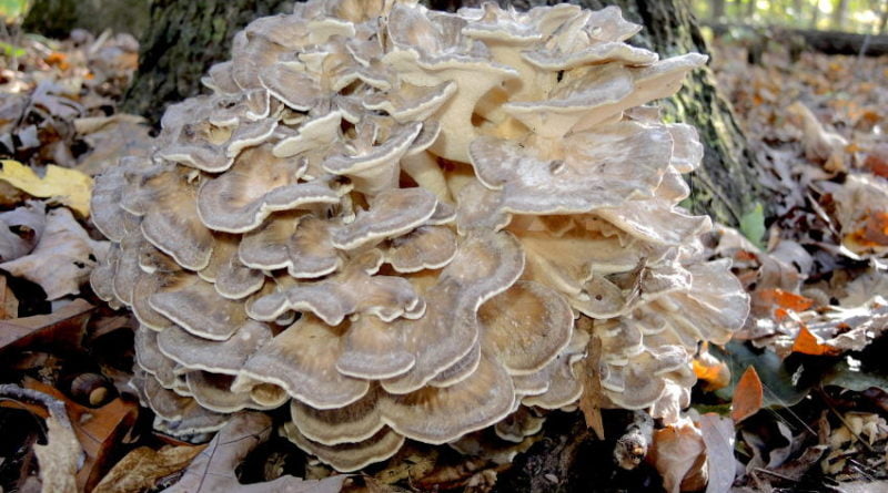 защитен вид гъба централен балкан