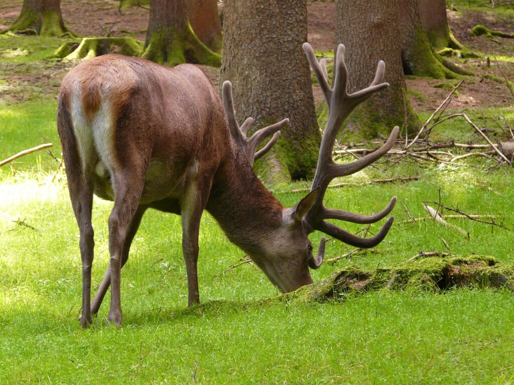 благороден елен, Cervus elaphus