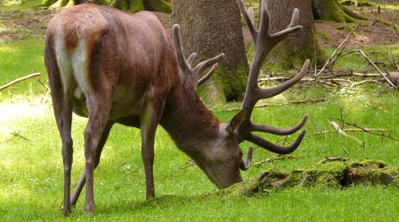 благороден елен, Cervus elaphus