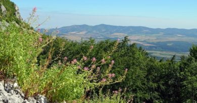 келерерв центрантус