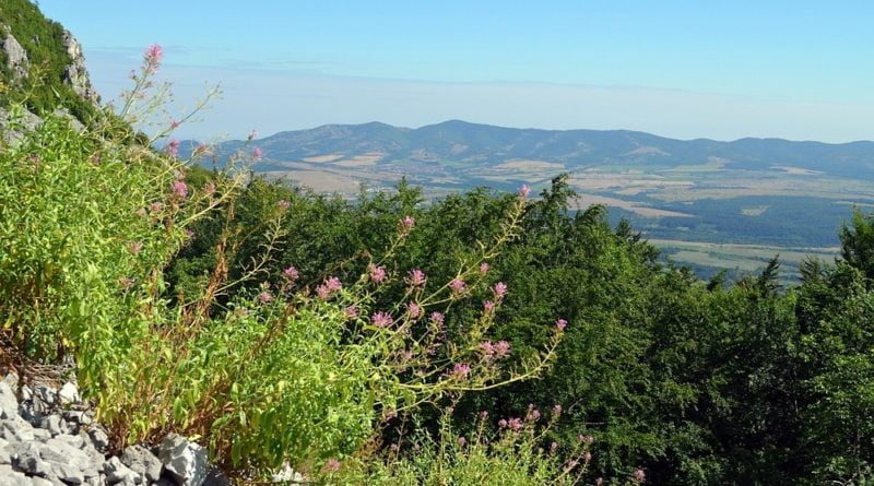 келерерв центрантус