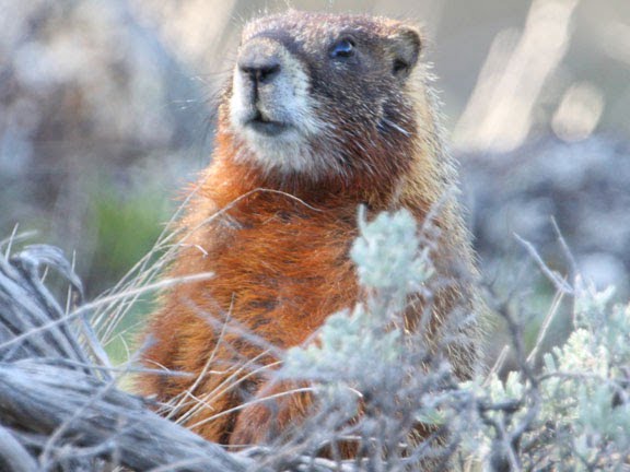 мармот