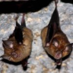 прилеп-голям-подковонос