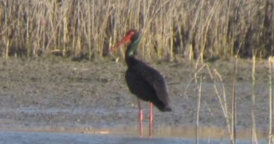 черен-щъркел