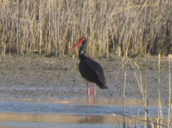 черен-щъркел