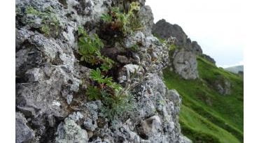 скален пелин централен балкан