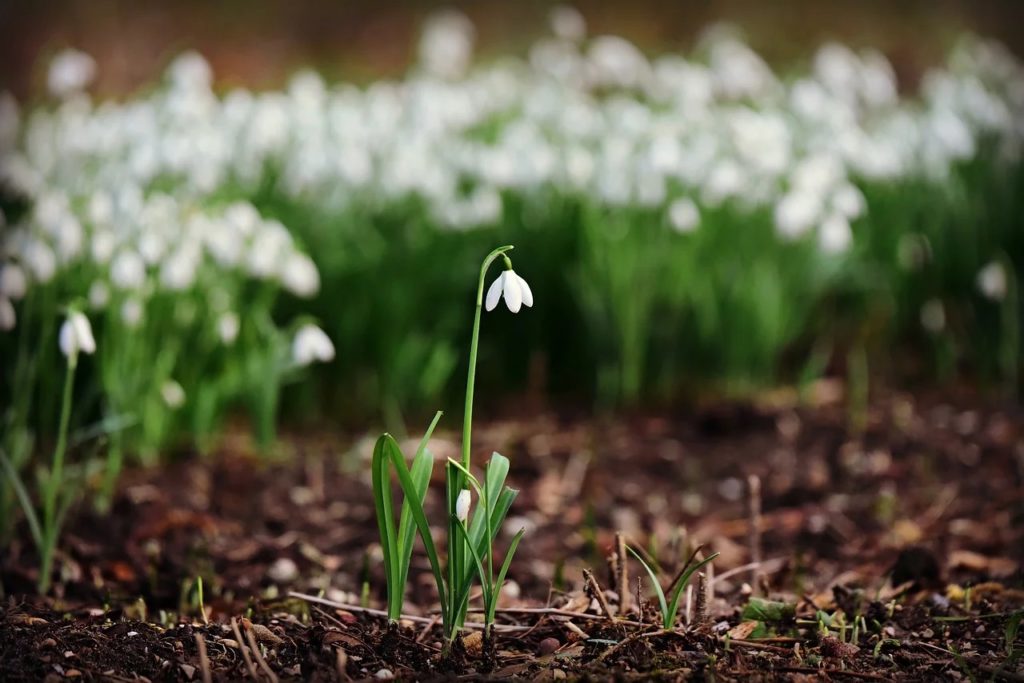 snowdrop, Върхове