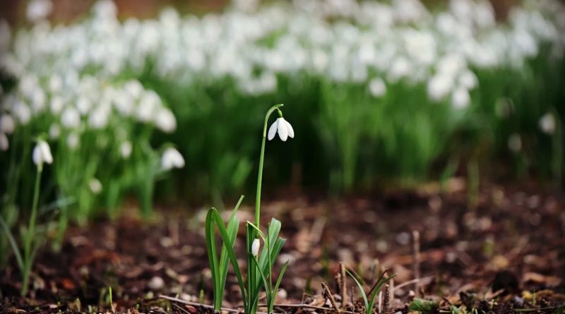 snowdrop, Върхове