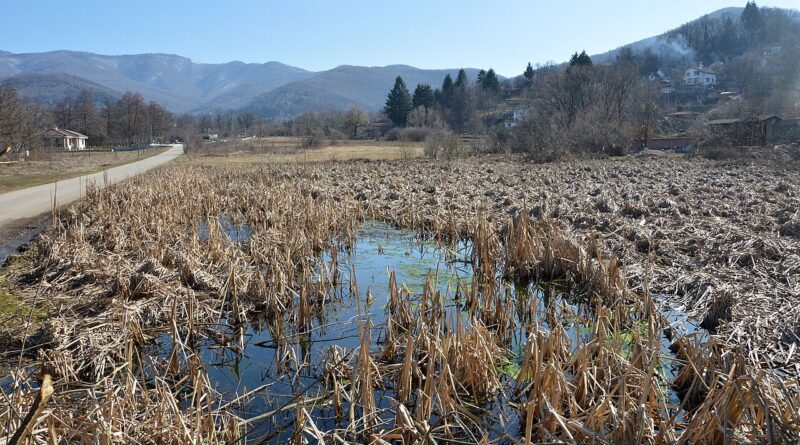 блатото мухалница