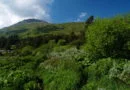 vitosha-prolet-peizaj