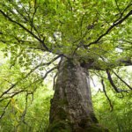 Защитени гори, Върхове